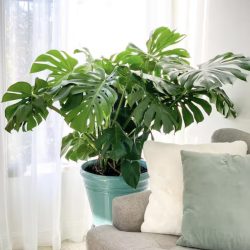 Monstera Deliciosa Plant